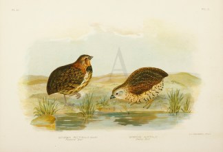Coturnix Pectoralis. Pectoral Quail. Syn… Australian