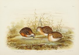 1. Excalfactoria Australis. Least Swamp-Quail. 2. … Australian - Broinowski