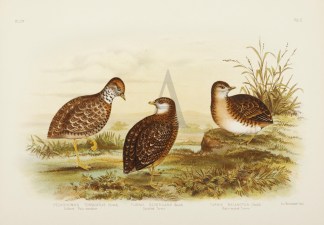 Pedionomus Torquatus. Collared Plain Wan… Gracius Broinowski