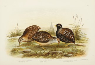 Turnix Castanotus. Chestnut-backed Turni… Australian