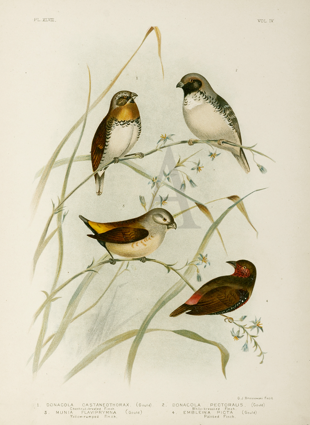 Donacola Castaneothorax, Chestnut-breasted Finch. 2.Donacola Pectoralis,White-breasted Finch.3.Munia Flaviprymna,Yellow-rumped Finch. 4.Embleina Picta,Painted Finch. - Antique Print from 1889