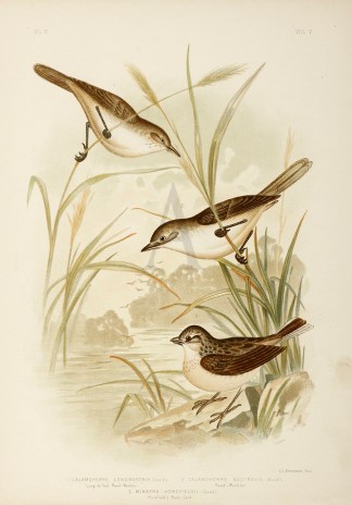 1.Calamoherpe Longirostris. Long-billed … Gracius Broinowski