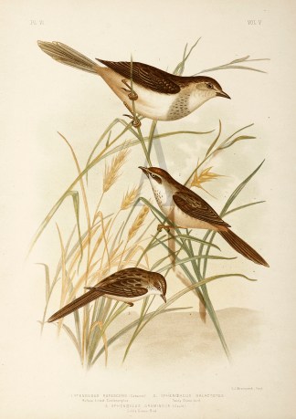 1.Ptenoedus Rufescens. Rufous-tinted Cin… Gracius Broinowski