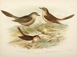 1.Cincloramphus Cruralis. Brown Cincloramphus. 2.Cincloramphus Cantillans. Black-breasted Cincloramphus. 3.Anthus Australis. Australian Pipit.