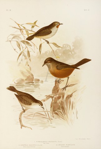 1.Pyrrholaemus Brunneus. Red Throat. 2.O… Australian 1.Pyrrholaemus Brunneus. Red Throat. 2.O… Australian