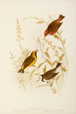 1.Ephthianura Tricolor. Tricoloured Epht… Gracius Broinowski