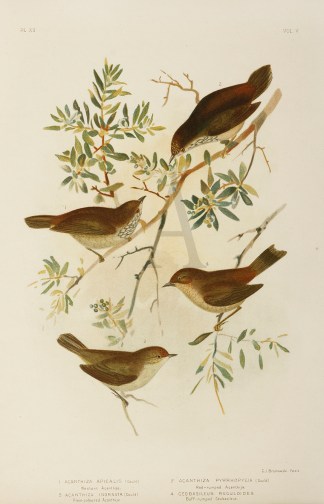 1.Acanthiza Apicalis. Western Acanthiza.… Gracius Broinowski