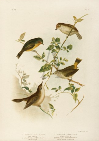 1.Acanthiza Nana. Little Acanthiza. 2.Ac… Gracius Broinowski
