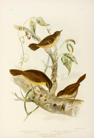 1.Sericornis Osculans. Allied Sericornis… Australian