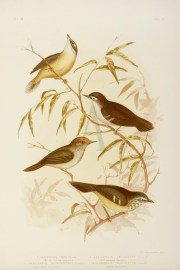 1.Sericornis Frontalis. White-fronted Sericornis. … Australian - Broinowski