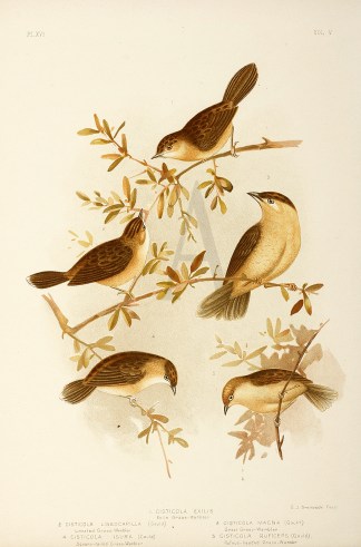 1.Cisticola Exilis. Exile Grass-Warbler.… Gracius Broinowski