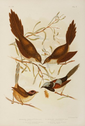 1.Sphenura Brachyptera. Bristle-bird 2. … Gracius Broinowski