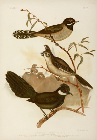 1.Psophodes Nigrogularis. Black-throated… Gracius Broinowski