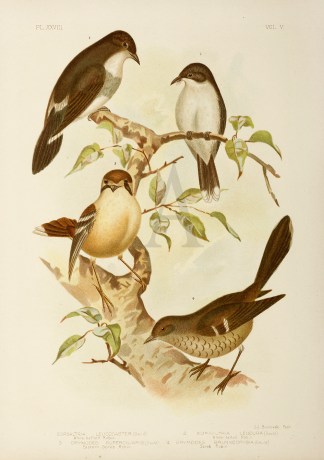 1.Eopsaltria Leucogaster. White-bellied … Gracius Broinowski