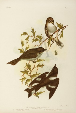 1. Poecilodryas Superciliosa. White-eyeb… Gracius Broinowski