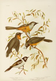 1. Monarcha Carinata. Carinated Fly-catcher. 2. Mo… Australian - Broinowski