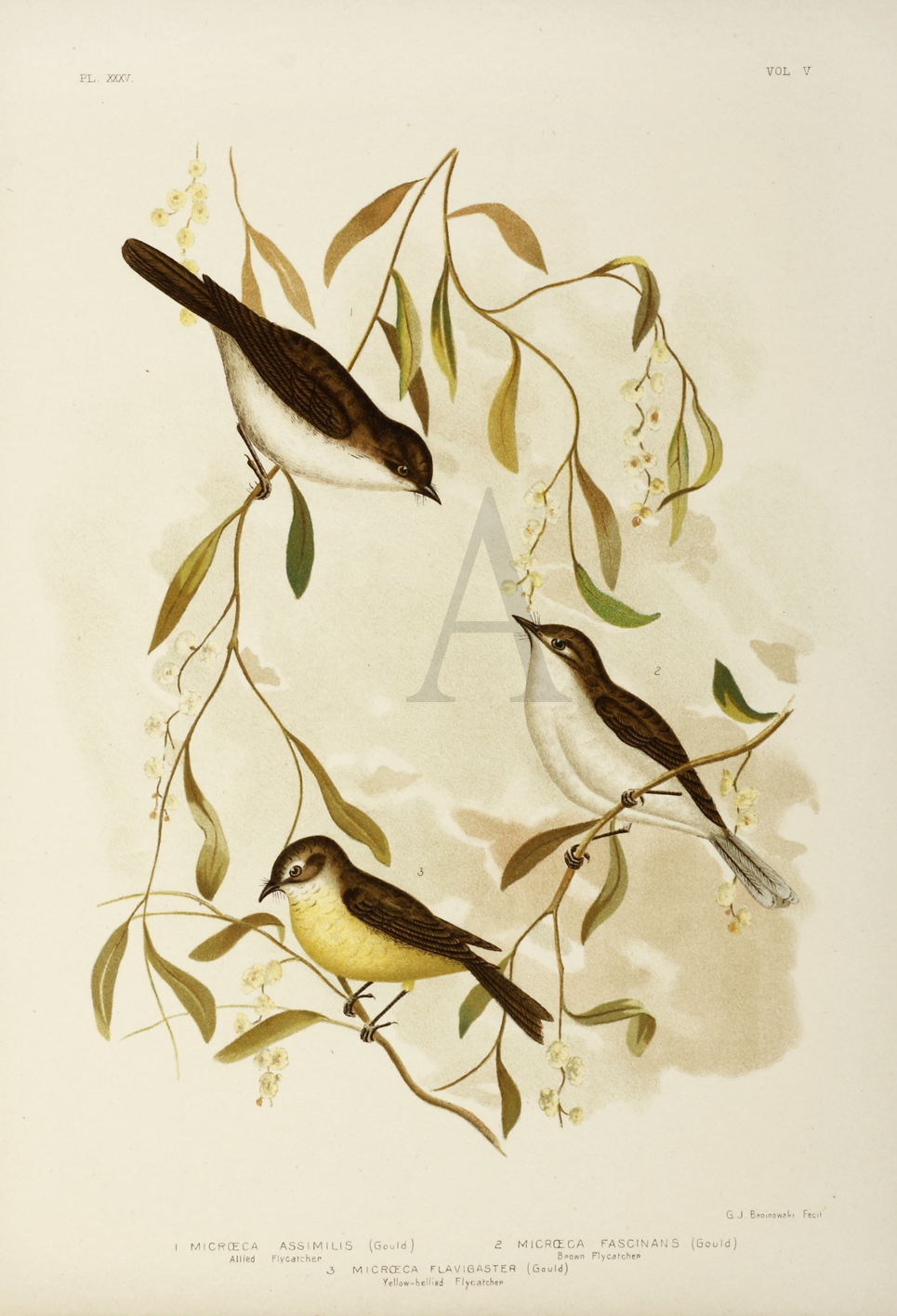 1. Microeca Assimilis. Allied Flycatcher. 2. Microeca Fascinans. Brown Flycatcher. 3. Microeca Flavigaster. Yellow-bellied Flycatcher. - Antique Print from 1889