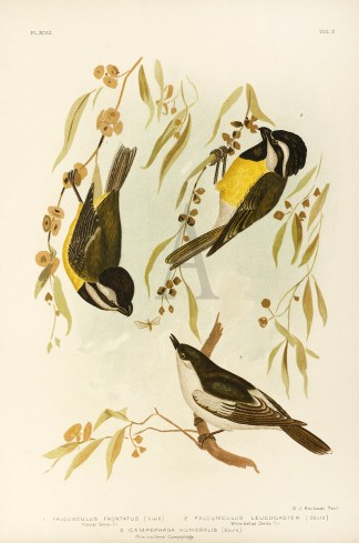 1. Falcunculus Frontatus. Frontal Shrike… Gracius Broinowski
