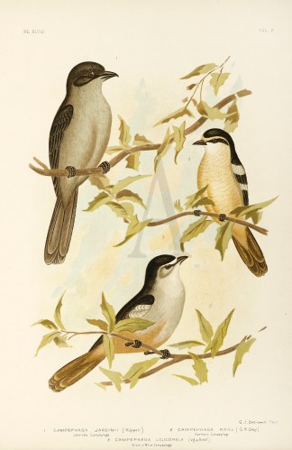 1. Campephaga Jardinii. Jardine’s … Gracius Broinowski