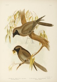 1. Graucalus Melanops. Black-faced Graucalus. 2. C… Australian - Broinowski