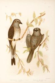 1. Pteropodocys Phasianella. Ground Graucalus. 2. Graucalus Swainsonii. Swainson’s Graucalus. Australian - Broinowski 1. Pteropodocys Phasianella. Ground Graucalus. 2. Graucalus Swainsonii. Swainson's Graucalus.