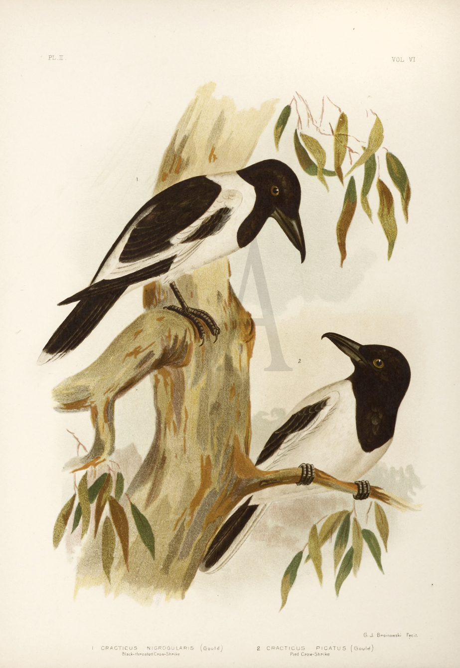 1. Cracticus Nigrogularis. Black-throated Crow-Shrike. - Antique Print from 1889