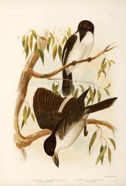 1.Cracticus Argenteus. Silvery-backed Crow-Shrike.… Australian
