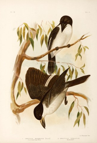 1.Cracticus Argenteus. Silvery-backed Cr… Gracius Broinowski