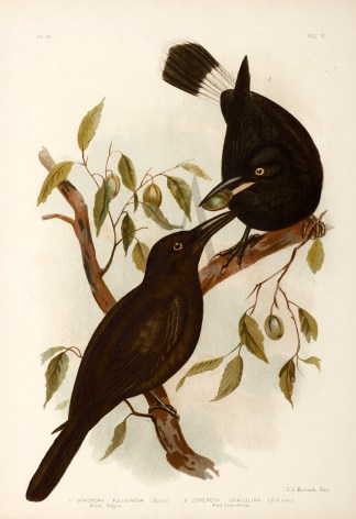 1. Strepera Fuliginosa. Black Magpie. 2.… Gracius Broinowski