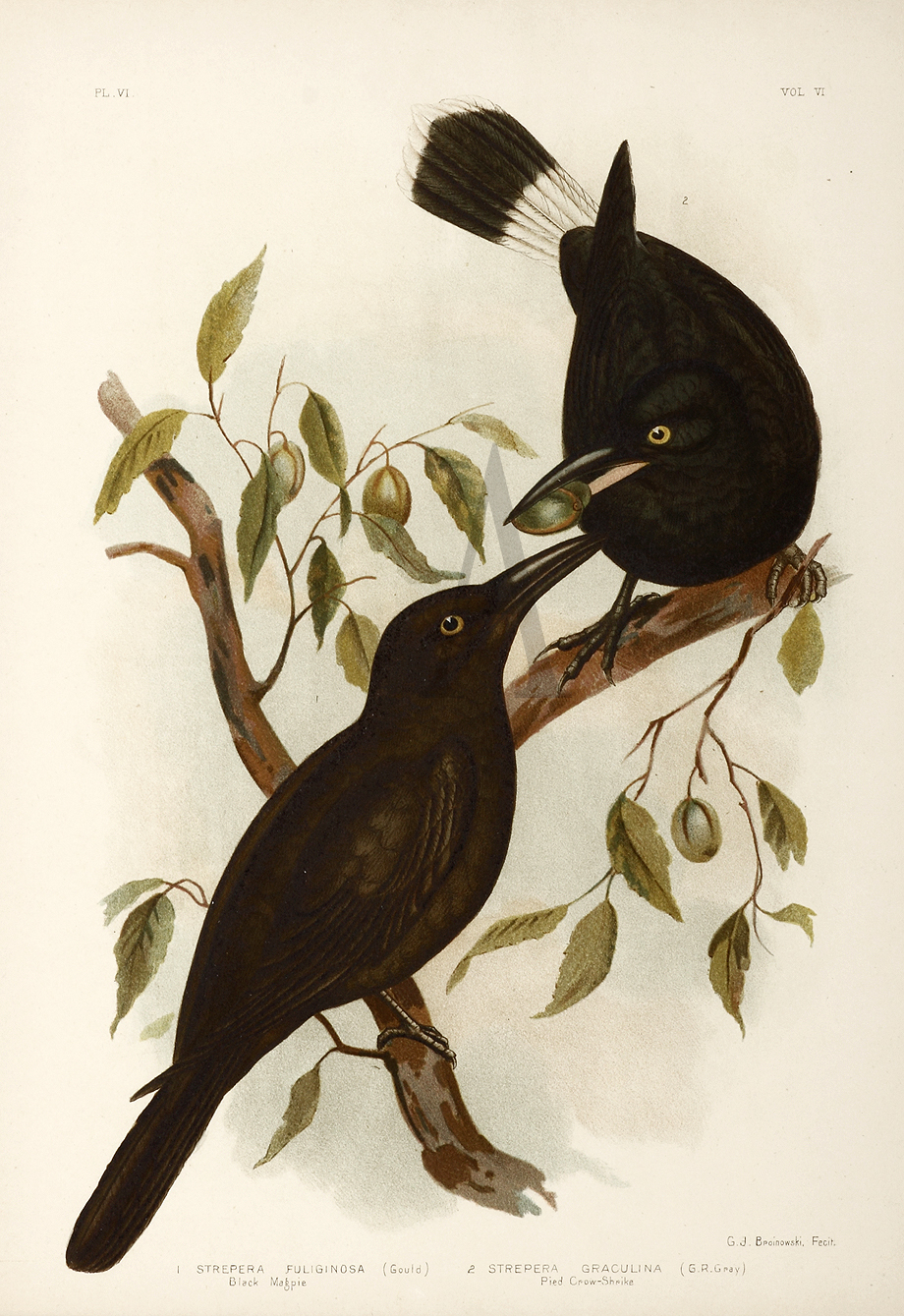 1. Strepera Fuliginosa. Black Magpie. 2. Strepera Graculina. Pied Crow-Shrike. - Antique Print from 1889