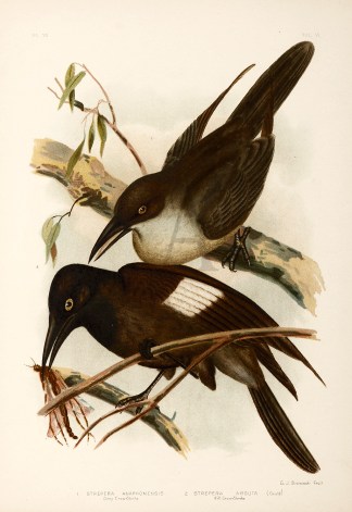 1. Strepera Anaphonensis. Grey Crow-Shri… Gracius Broinowski