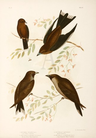 1. Artamius Minor. Little Wood Swallow. … Gracius Broinowski