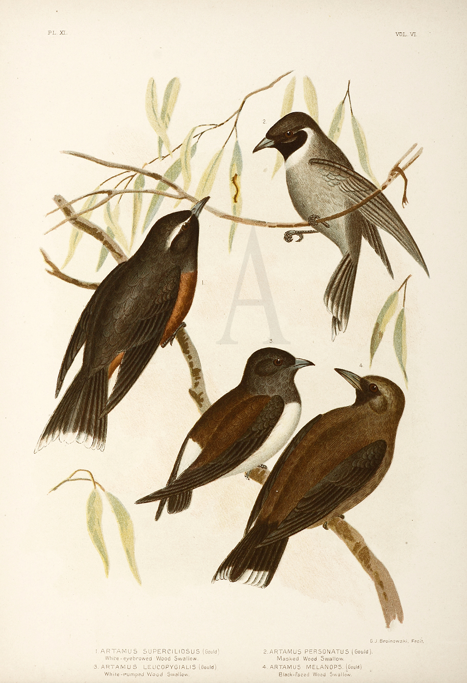 1. Artamus Superciliosus. White-eyebrowed Wood Swallow. 2. Artamus Personatus. Masked Wood Swallow. 3. Artamus Leucopygialis. White-rumped Wood Swallow. 4. Artamus Melanops. Black-faced Wood Swallow. - Antique Print from 1889