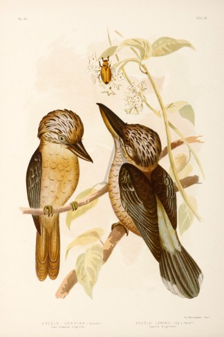 1. Dacelo Cervina. Fawn-breasted Kingfis… Gracius Broinowski