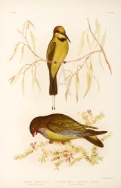 1. Merops Ornatus. Australian Bee-eater. 2. Eurystomus Pacificus. Australian Roller.