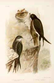 1. Cypselus Pacificus. Australian Swift. 2. Chaetu… Australian - Broinowski