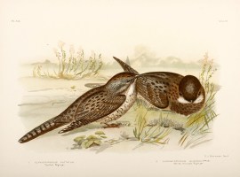 1. Eurostopodus Guttatus. Spotted Nightjar. 2. Eur… Australian - Broinowski