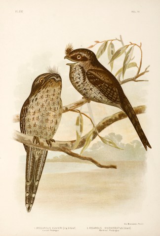 1.Podargus Cuvieri. Cuvier’s Podar… Australian