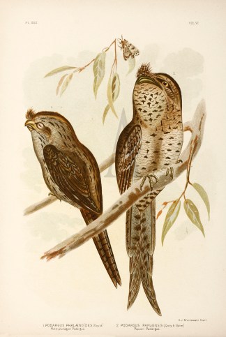 1. Podargus Phalaenoides. Moth-plumaged … Gracius Broinowski
