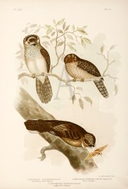 1. Aegotheles Leucogaster. White-Bellied Owlet Nig… Australian - Broinowski