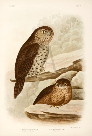 1. Hieracoglaux Strenuus. Great Owl of t… Gracius Broinowski