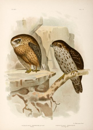 1. Sceloglaux Albifacies. Wekau. 2. Hier… Australian