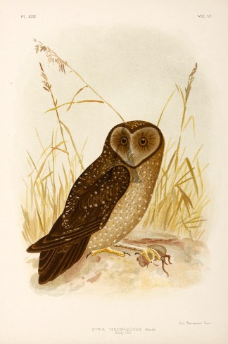 Strix Tenebricosus. Sooty Owl. Australian