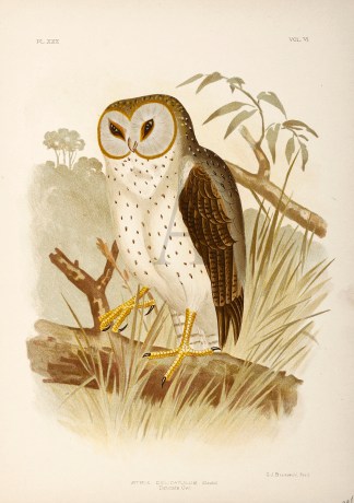 Strix Delicatulus. Delicate Owl. Australian