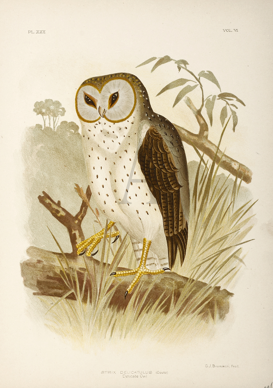 Strix Delicatulus. Delicate Owl. - Antique Print from 1889