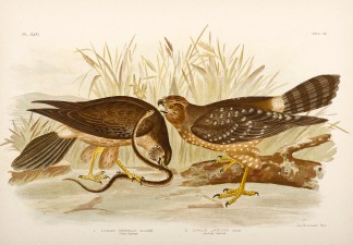 1. Circus Assimilis. Allied Harrier. 2. … Gracius Broinowski