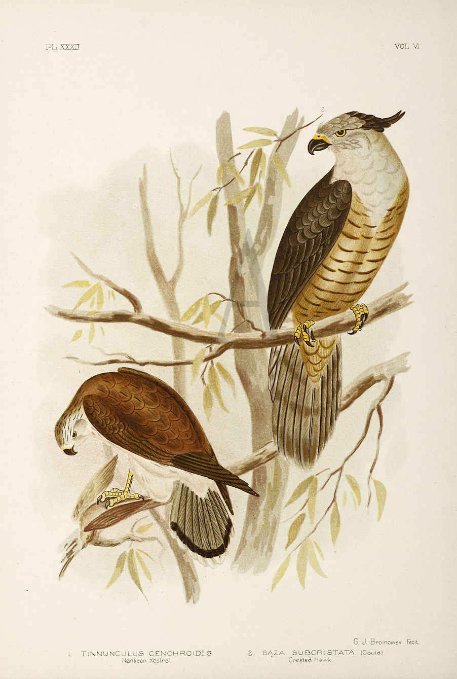 1. Tinnunculus Cenchroides. Nankeen Kestrel. 2. Baza Subcristata. Crested Hawk. - Antique Print from 1889