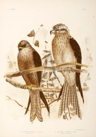 1. Milvs Affinis. Allied Kite. 2. Milvus Isurus. Square-tailed Kite.