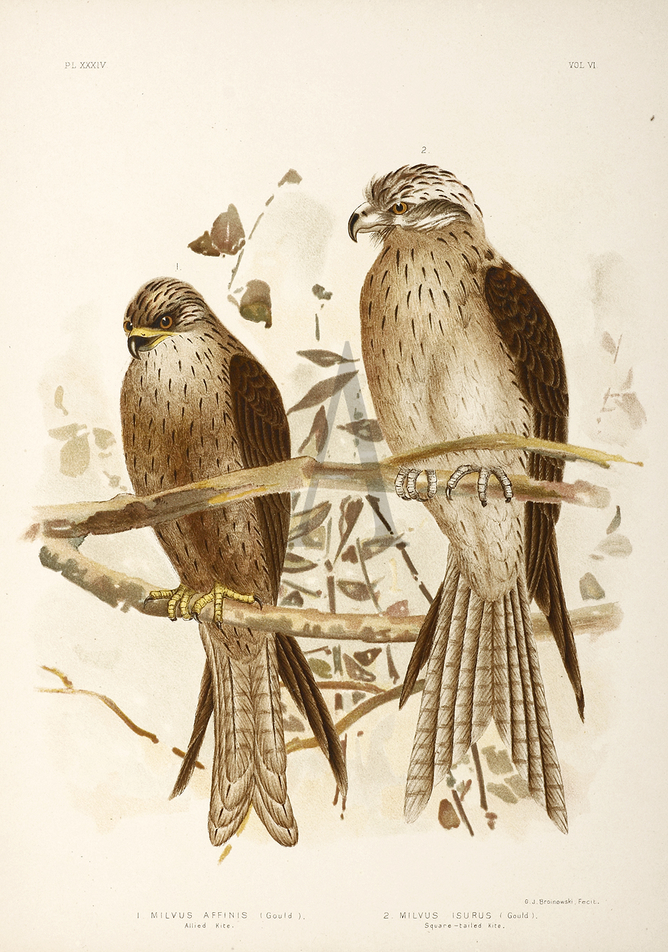 1. Milvs Affinis. Allied Kite. 2. Milvus Isurus. Square-tailed Kite. - Antique Print from 1889