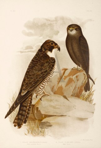 1. Falco Melanogenys. Black-cheeked Falc… Gracius Broinowski